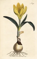 Herbst-Narzisse, Sternbergia lutea (Gelbe Amaryllis, Amaryllis lutea) - Handkolorierter Kupferstich aus William Curtis