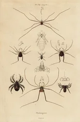 Weberknechte, Opiliones-Arten