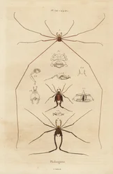 Weberknechte, Opiliones-Arten