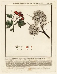 Weißdorn, Crataegus rhipidophylla