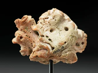 Kopf der Medusa, aus Baktrien oder Gandhara, 2.-1. Jahrhundert v. Chr.