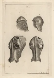 Helm 1,2 und eiserner Chanfron oder Chafron 3,4, die Guy, Earl of Warwick gehörten