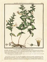 Gnadenkraut, Gratiola officinalis