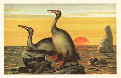 Hesperornis regalis, ausgestorbener kormoranähnlicher Vogel. 1908 (Lithografie)
