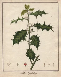 Stechpalme. Farbige Kupferstich, in Botanique Medicinale (veröffentlicht in Berlin, Deutschland)