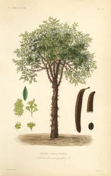 Gleditschie