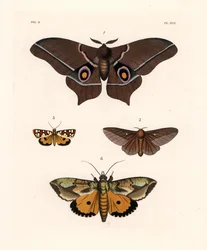 Imbrasia epimethea (Saturnia epimethea) 1, Rosa-gestreifte Eichenwurm-Motte, Anisota virginiensis (Dryocampa virginiensis) 2, Crameria aegocera (Aegocera amabilis) 3, und Eudocima materna (Triphaena materna) 4. Handkolorierte Lithographie aus John O. Westw