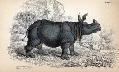 Indisches Nashorn (Rhinoceros unicornis oder indicus), gefährdete Art. Kupferstich von William Lizars, basierend auf einer Zeichnung von James Stewart, veröffentlicht in der Naturalist Library: Säugetiere, Dickhäuter und vierfüßige Tiere mit feiner Haut, h