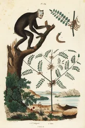 Indigopflanze, Indigofera atropurpurea 1-3, und Indri oder Babakoto, Indri indri, vom Aussterben bedrohte Lemurenart 4