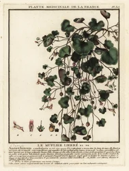 Zimbelkraut, Cymbalaria muralis