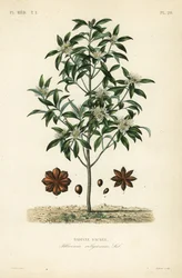 Japanischer Sternanis, Anisbaum oder heiliger Anisbaum, Illicium anisatum, Illicium religiosum, heiliger Sternanis