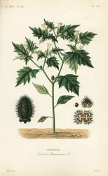 Stechapfel, Datura stramonium