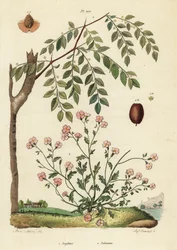 Jujube oder Chinesische Dattel, Ziziphus jujuba 1, und Virginische Stockrose, Malcolmia maritima 2