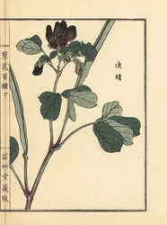 Ketsumei, Chinesische Senna oder Sicklepod, Senna obtusifolia (aus Kusa Bana Hyakushu)