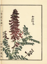 Kouka oder Kujin, Sophora flavescens. Wurzel in der chinesischen Medizin als Ku Shen verwendet. Handkolorierter Holzschnitt von Kono Bairei aus Kusa Bana Hyakushu (Hundert Blumenarten), Tokio, Yamada