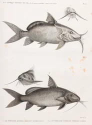 Der Pimedlode Guemel & Der Pimelode Scheilan