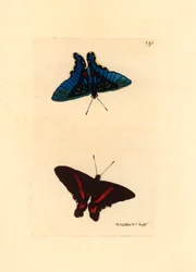 Lepidoptere, Ancyluris meliboeus - Lithographie von Richard Polydore Nodder, veröffentlicht in The Naturalist Miscellany