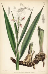 Kleine Galgantwurzel, Alpinia officinarum. Handkolorierte Lithographie von Hanhart nach einer botanischen Illustration von David Blair aus Robert Bentley und Henry Trimens Heilpflanzen, London