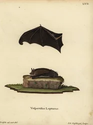 Kleine Sackflügel-Fledermaus, Saccopteryx leptura. Vespertilio lepturus. Handkolorierter Kupferstich von Johann Nussbiegel nach einer Illustration aus der Natur von J.D. Kretsch aus Johann Christian Daniel Schrebers Tierillustrationen nach der Natur, oder