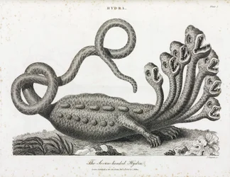 Die siebenköpfige Hydra