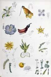 Linné-System, ca. 1850