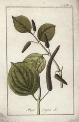 Langer Pfeffer (Piper longum). Lithographie aus „Afbeelding der Artseny-Gewassen“ von Johannes Zorn (1739-1799), Niederlande
