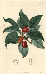 Männlicher Hartriegel, Zweig mit Früchten. Illustration von C. Curtis, Gravur von Weddell. Radierung im Curtis Botanical Magazine, von Samuel Curtis