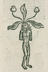 Alraune