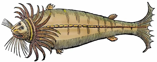 Meereskreatur, Xylographie aus "Paralipomena accuratissima historiae omnium animalium quae in voluminibus Aldrovandi desiderantur"