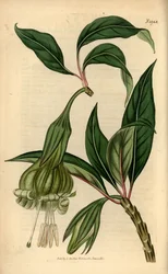 Markea viridiflora (Solandra viridiflora). Handkolorierter Kupferstich aus Samuel Curtis