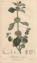 Marrubium vulgare (Marrubium vulgare) - Illustration aus „Medical Botanical, Description of the Medicinal Plants of London, Edinburgh and Dublin“ von John Stephenson und James Morss Churchill