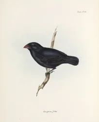 Mittlerer Grundfink, Galapagosinseln, ca. 1832-1836