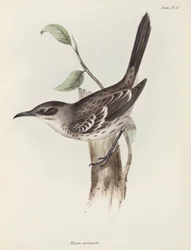Spottdrossel, Galapagos-Inseln, ca. 1832-1836