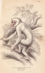 Moor-Makak, Macaca maura (Macacus maimon brachyurus). Weißer Maimon, vermutlich ein Albino-Jungtier. Handkolorierter Stahlstich von Lizars nach einer Illustration von Charles Hamilton Smith aus William Jardines Naturalist