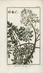 Moringa (Moringa oleifera). Lithographie aus „Afbeelding der Artseny-Gewassen“ von Johannes Zorn (1739-1799), Niederlande