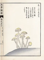 Pilze: Shimeji Ashitaka - Japanischer Druck von Kanen Iwasaki (1786-1842), aus Honzo Zufu, illustrativer Leitfaden zu Heilpflanzen