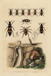Mygalomorphe Falltürspinne und ihr Nest, und Käfer, Mylabris-Arten