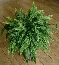 Nephrolepis exaltata, Farn in einem Haus