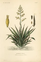 Neuseeländischer Flachs, Phormium tenax