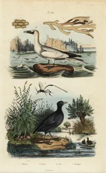 Basstölpel, Rotstirn-Blässhuhn, Flustra-Flechten und Gasteruption-Wespe