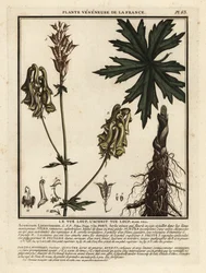 Nordischer Eisenhut, Aconitum lycoctonum