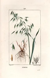 Hafer Cultivee oder Byzantinischer Hafer - Gravur von Lambert fils, nach einer Zeichnung von Pierre Jean Francois Turpin (1775-1840), aus „La flore medicale, by Chaumeton, Poiret et Chamberet“, Paris 1830 - Hafer, Avena sativa