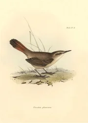 Ornithologie: „Eremobius phoenicurus“ beschrieben von Charles Darwin während seiner Expedition an Bord der Beagle. Tafel aus „The zoology of the voyage of H.M.S. Beagle. Flight. III, Birds described by John Gould, with notice of their habits by Charles Dar