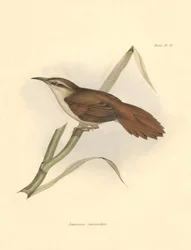 Ornithologie: „Limnornis curvirostris“ der Furnariid-Familie beschrieben von Charles Darwin während seiner Expedition an Bord der Beagle. Tafel aus „The zoology of the voyage of H.M.S. Beagle. Flight. III, Birds described by John Gould, with notice of thei