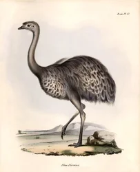 Ornithologie: „Rhea Darwinii“ Nandou de Darwin beobachtet und beschrieben von Charles Darwin während seiner Expedition an Bord der Beagle. Tafel aus „The zoology of the voyage of H.M.S. Beagle. Flight. III, Birds described by John Gould, with notice of the