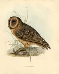 Ornithologie: „Strix punctatissima“ Eule beschrieben von Charles Darwin (1809-1882) während seiner Expedition an Bord der Beagle. Platte aus „Birds described by John Gould, with notice of their habits by Charles Darwin