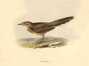 Ornithologie: „Synallaxis major“ beschrieben von Charles Darwin während seiner Expedition an Bord der Beagle. Tafel aus „The zoology of the voyage of H.M.S. Beagle. Flight. III, Birds described by John Gould, with notice of their habits by Charles Darwin