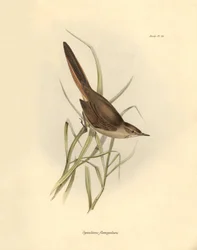 Ornithologie: „Synallaxis rufogularis“ beschrieben von Charles Darwin während seiner Expedition an Bord der Beagle. Tafel aus „The zoology of the voyage of H.M.S. Beagle. Flight. III, Birds described by John Gould, with notice of their habits by Charles Da