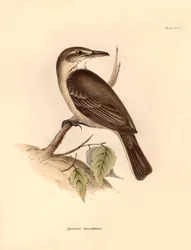 Ornithologie: Der „Agriornis micropterus“ oder argentinischer Gaucho beschrieben von Charles Darwin während seiner Forschungsreise an Bord der Beagle. Tafel aus „The Zoology of the voyage of H.M.S. Beagle under the command of Captain Fitzroy during the yea