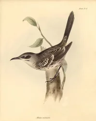 Ornithologie: Der „Mimus melanotis“ der Spottdrossel-Familie beschrieben von Charles Darwin während seiner Forschungsreise an Bord der Beagle. Tafel aus „The Zoology of the voyage of H.M.S. Beagle under the command of Captain Fitzroy during the years 1832 